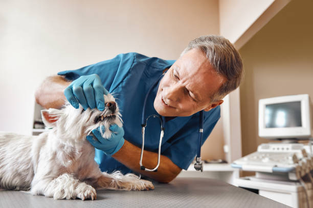 Best Emergency X-Rays and Diagnostics in Fort Valley, GA